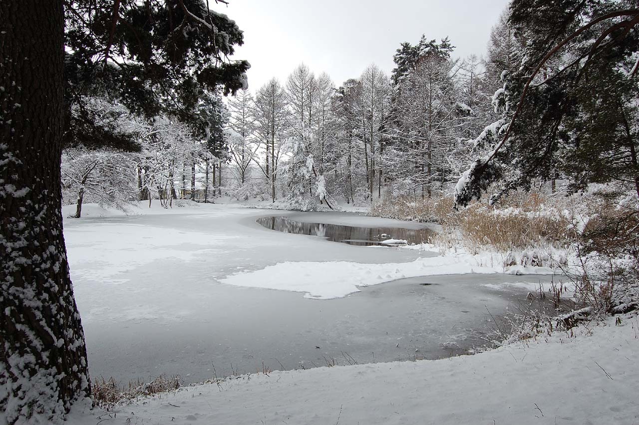リスニング・ルームの向かいにある池の冬景色